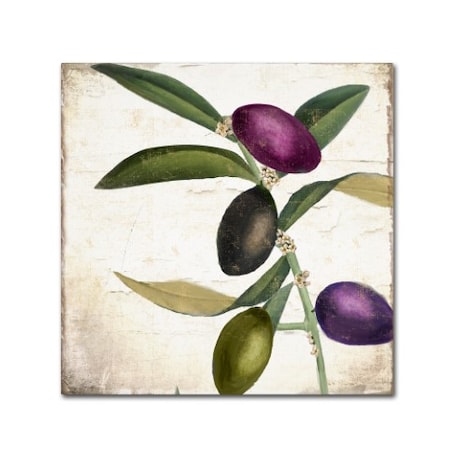 Color Bakery 'Olive Branch II' Canvas Art,18x18